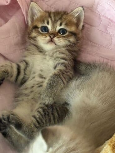 Lincoln: Sevimli pişik balaları - Növ: Ev pişiyi, müxtəlif balalar - Rənglər — 3