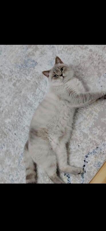 sotland pişik: Qızıl şinşilla, Erkək, Cütləşmə üçün, Pulsuz çatdırılma — 2