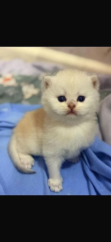 pulsuz pişik: Şotland — 1