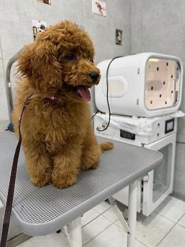 карликовый пудель: Пудель — 1