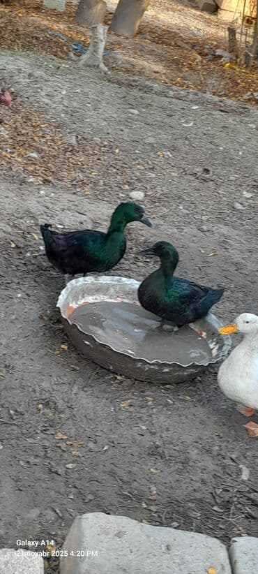 Süd məhsulları və yumurtalar: Şəkildəki heyvanların yumurtaları satılır yaşılbaş kayuqa Pekin — 5