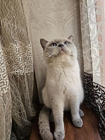 heyvan geyimi: Şotland — 4