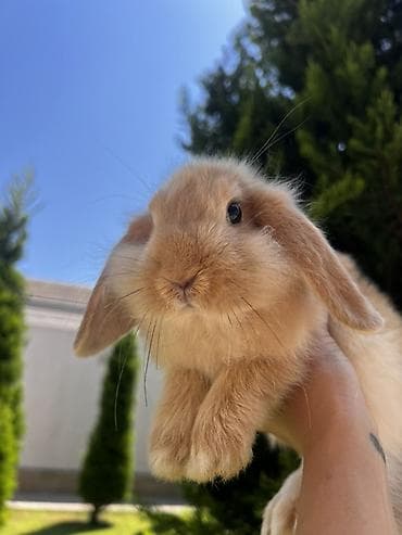 yetim quzu: Çox gözəl və nadir rəngə sahib Holland Lop balası satılır. 🐰 2 aylıq — 3