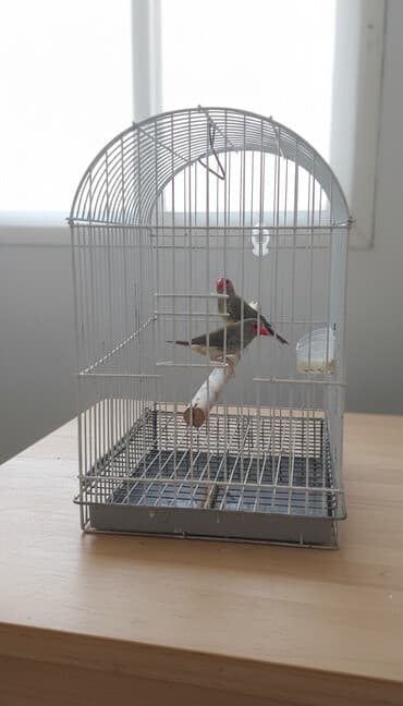 Amadin trasnik .hazır bala veren cutler .qiymet 1cutune aiddir lalafo.az -da Amadin trasnik .hazır bala veren cutler .qiymet 1cutune aiddir