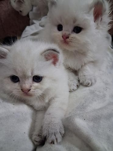 Qızıl şinşilla, Erkək, Yaxşı əllərə, Ünvandan götürmə, Ödənişli çatdırılma