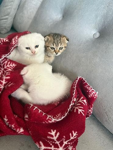 İtlər: Şotland — 1