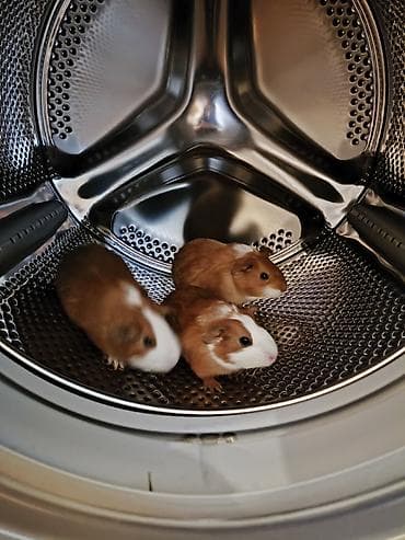 su donuzu: Ev heyvanı – dəniz donuzu (guinea pig) • Növ: Qısa tüklü guinea pig — 7