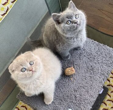 pişik latoku: Şotland yastı qulaq, Erkək, Dişi, Ödənişli çatdırılma, Ünvandan götürmə — 7