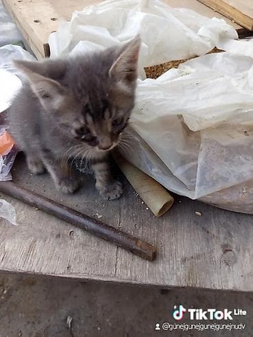 heyvan bazarı: Tabbi, Yaxşı əllərə — 1