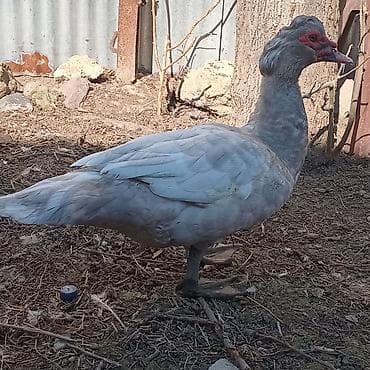 kənd heyvanları: 9 aylıq mirvari Aktiv ərkəy, ağır cəkili heyvandır, 3 dənədir deyə — 2