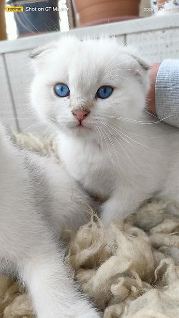 pişiyler: Şotland yastı qulaq — 2