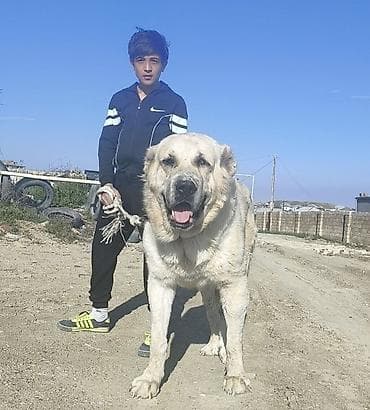 balaca ev itleri: Alabay, Peyvəndli — 1