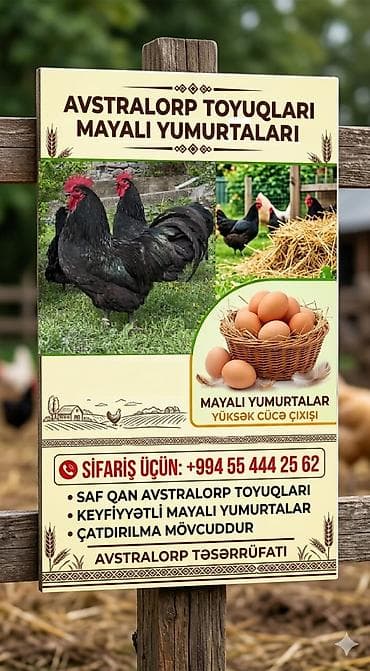 Toyuq, Australorp, Yumurtalıq, Ünvandan götürmə, Pulsuz çatdırılma, Ödənişli çatdırılma