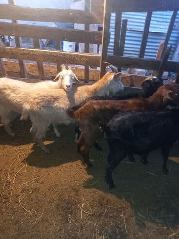 qiz it adlari: Məhsul: Qoyun-keçi təsərrüfatı üçün damazlıq/ətlik keçilər qrupu — 2