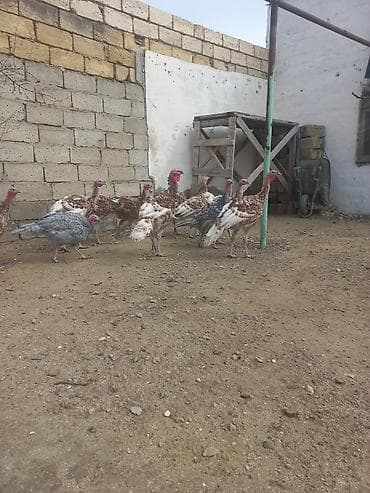 Птицы: Bronz rəngli hinduşkalar – təsərrüfat üçün sağlam, iri cüssəli quşlar — 10