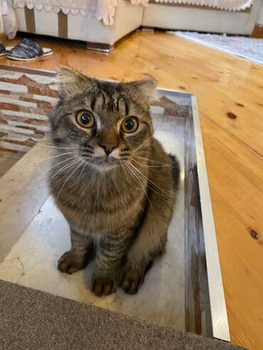 şirin pişik adları: Şotland yastı qulaq, Erkək, Cütləşmə üçün — 3