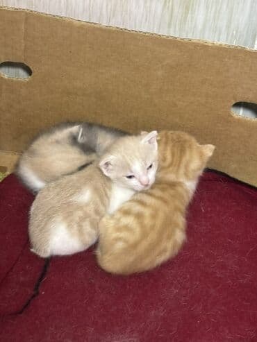 Daraq panellər: Yaxşı əllərə — 3