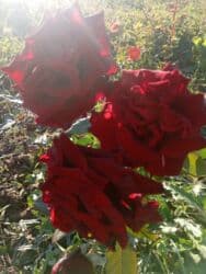 xedice gulu: Saqı Gülçülük – Tərtərin ən gözəl gülləri Bir gül təkcə ətriylə deyil — 27