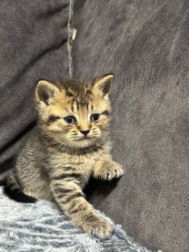 K/t heyvanları və malları: Şinşila balalari — 1