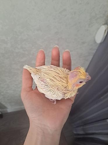 quş: Sarı qırmızıgöz korella (cockatiel) balaları barter olunur. - Öz — 5