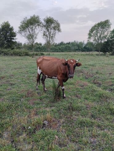 yerli inekler: Самка, лет: 3, 300 кг, Для молока — 2