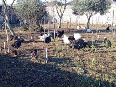 cin bildircin: Hinduşka sürüsü – qara və ağ rəngli fərdlər hinduşkalar satilir — 10