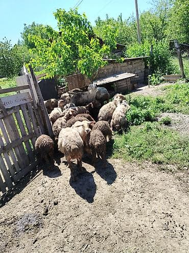goyercin satışı: 5 balalı qoyun. 1 boğaz. 1 qoç. Heyvanlar qubadadı tecili satılır — 2