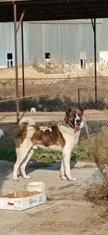 çardaq quşun yuvası: Qurdbasar, 1 il, Erkek, Peyvəndli, Ödənişli çatdırılma — 7