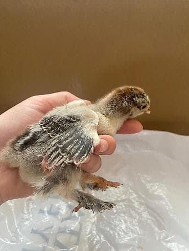 xarkov cuceler: Toyuq cücələri, Damazlıq — 2