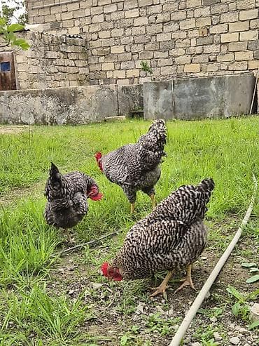 simmental cinsi: Курица, Для разведения — 2
