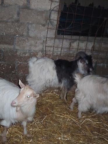 çəpiş əti: Erkək, il: 1, Damazlıq — 6