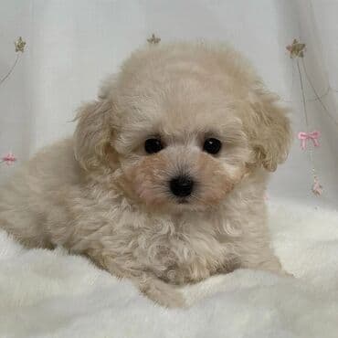 померанский шпиц: Pudel, 2 ay, Dişi — 4