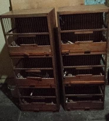 qefes: Məhsul: Agapornis (sevgi papağanları) və çoxqatlı taxta qəfəslər — 2