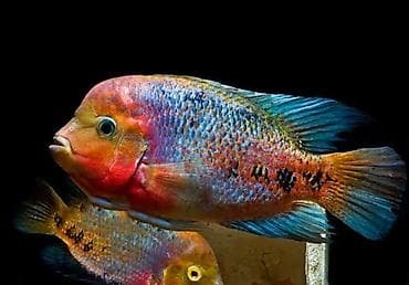 Quşlar: Cixlid balığı, Yırtıcı, Ünvandan götürmə — 1