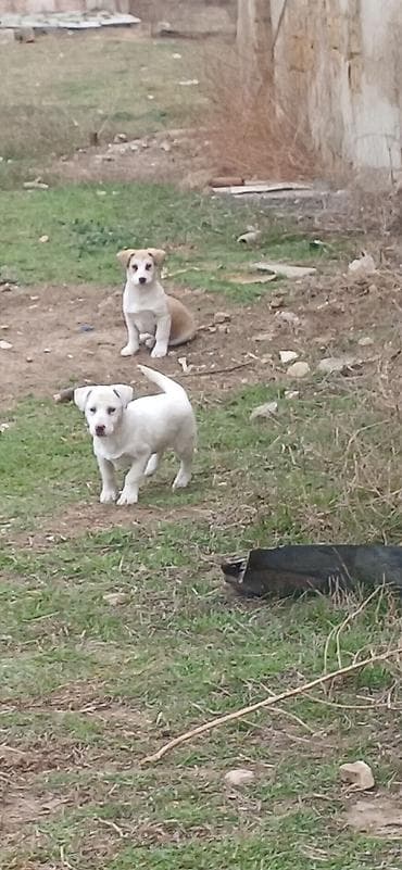 bala itler: 3 ay, Dişi, Peyvəndli — 4