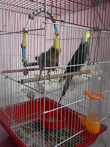 Məhsul: Nimfa (Cockatiel) cütü və qəfəs dəsti Təsvir: - İki ədəd — 4