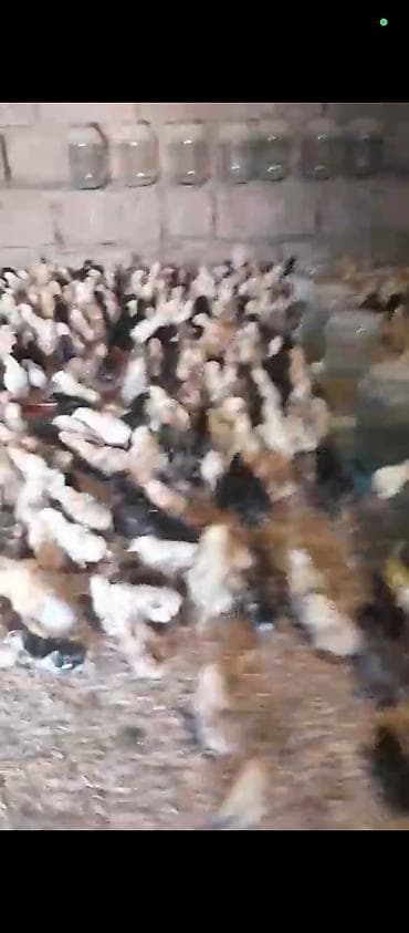 Kend cuceleri 12 gunluk 1.50 azn unvan mastaga