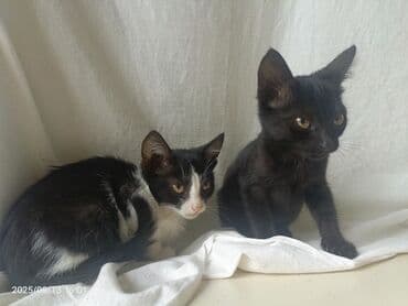 купить хаски щенка: В добрые руки — 3