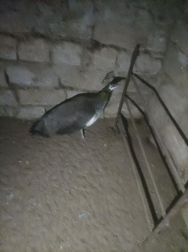 Məhsul: Tavus quşu (hind tovusu), dişi Təsvir: - Növ: Pavo cristatus