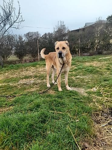 pomeranian spitz satisi: Salam tecili satllır 3 yaşı var töyqnanda deyşilir qiymet 300 azen — 4