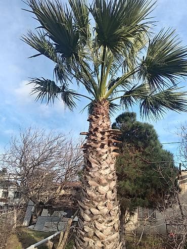 sekas palma: Bağ üçün palma ağacı – Trachycarpus (Fan Palm) - Növ: Trachycarpus — 3