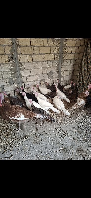 hovsanda cuce satisi: Məhsul: Hinduşka sürüsü Təsvir: - Fotoşəkillərdə müxtəlif rəng — 1
