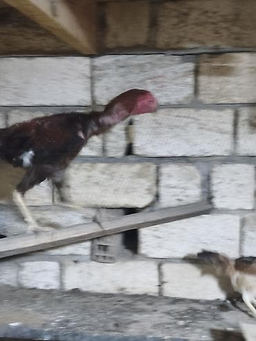 qarğa balası satılır: Toyuq cücələri, Damazlıq — 4