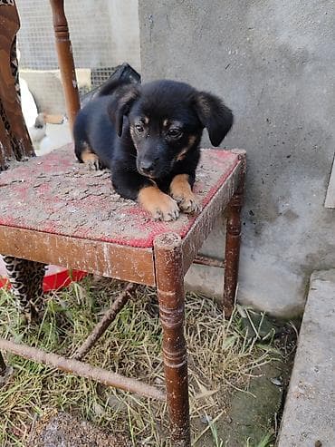pişik sortlari: ‼️ Təcili Satılır ‼️ Zvanok təmiz cins 3 aylıq Dişi Tam sağlam — 9