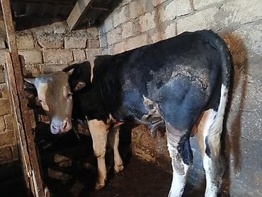 Gəmiricilər: Dana, buzov, Erkək, Simental, ay: 1, 220 kq, Ətlik, Ünvandan götürmə — 2