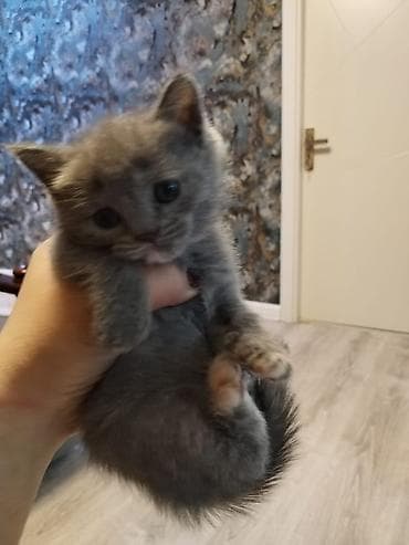 В добрые руки