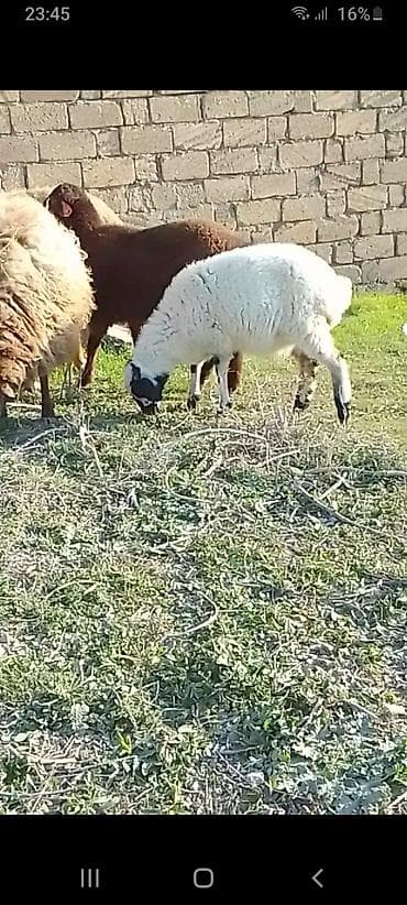 Salam 2 dənə əmlik quzu 1 erkəy 1 dişi tək tək satılmır tam sağlam