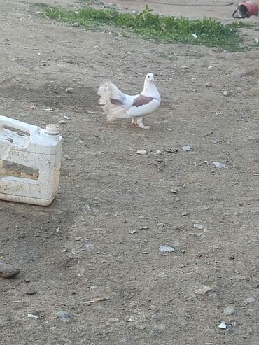 Akvariumlar: Satılır 10m gence — 2