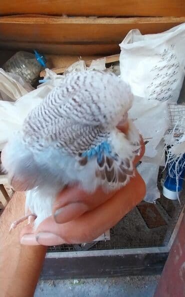 попугай ара цена: Valnisti 10 azn japonic 20 azn sari chex 25 azn shou jumbo 300 azn — 1