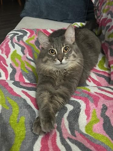 pişikler: Pişik itib. Nəsimi rayonu, Qulu Quliyev küçəsi, Pişəvəri parkı — 2